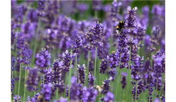 Gartenbaumschule Becker