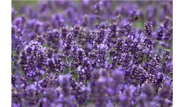 Gartenbaumschule Becker