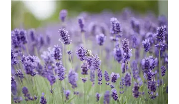 Gartenbaumschule Becker