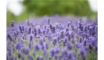 Gartenbaumschule Becker