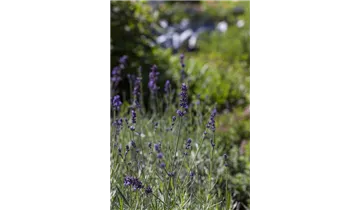 Gartenbaumschule Becker