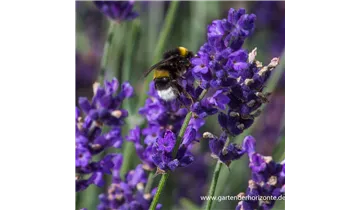 Gartenbaumschule Becker