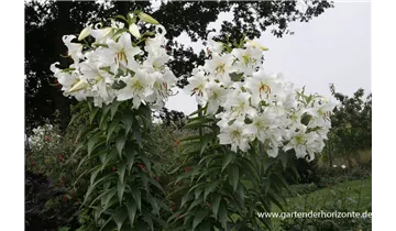 Gartenbaumschule Becker