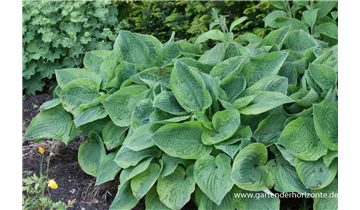 Gartenbaumschule Becker