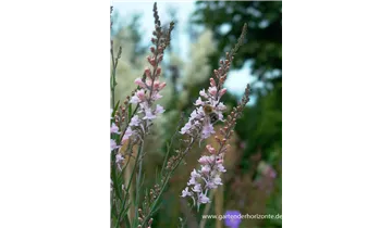 Gartenbaumschule Becker