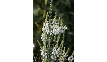 Gartenbaumschule Becker