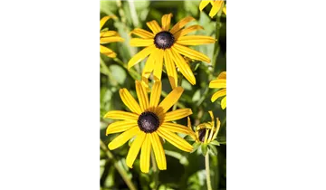 Gartenbaumschule Becker