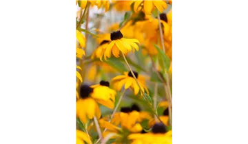 Gartenbaumschule Becker