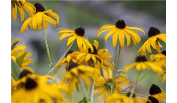 Gartenbaumschule Becker