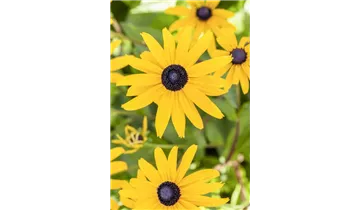 Gartenbaumschule Becker