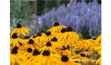 Gartenbaumschule Becker
