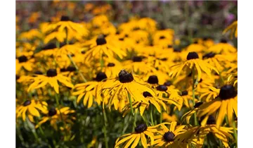 Gartenbaumschule Becker