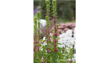 Gartenbaumschule Becker