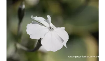 Gartenbaumschule Becker
