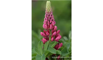 Gartenbaumschule Becker