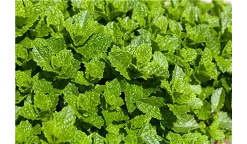 Gartenbaumschule Becker