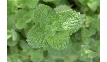 Gartenbaumschule Becker