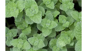 Gartenbaumschule Becker