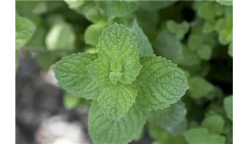 Gartenbaumschule Becker