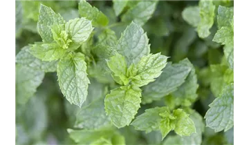 Gartenbaumschule Becker