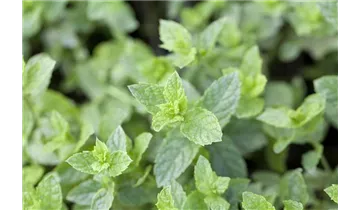 Gartenbaumschule Becker