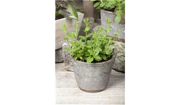 Gartenbaumschule Becker