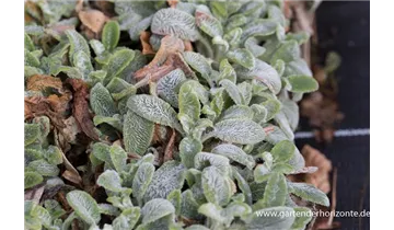 Gartenbaumschule Becker