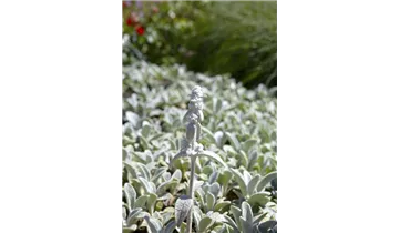 Gartenbaumschule Becker