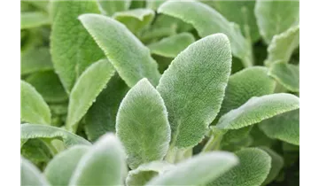 Gartenbaumschule Becker