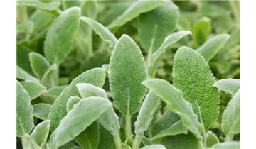 Gartenbaumschule Becker