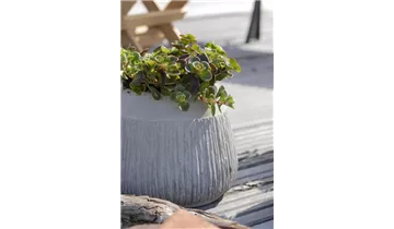 Gartenbaumschule Becker