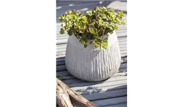 Gartenbaumschule Becker