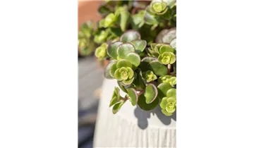 Gartenbaumschule Becker