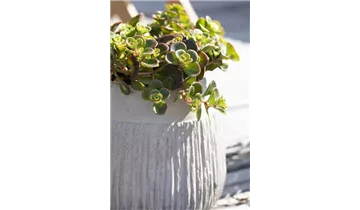 Gartenbaumschule Becker