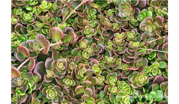 Gartenbaumschule Becker