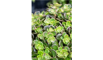 Gartenbaumschule Becker