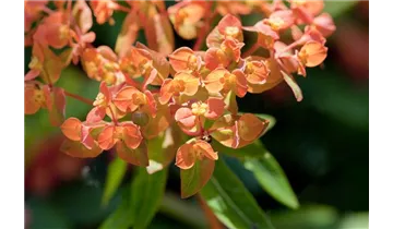 Gartenbaumschule Becker