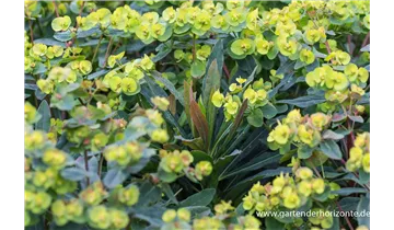 Gartenbaumschule Becker