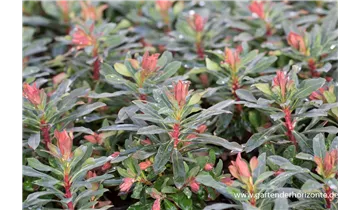 Gartenbaumschule Becker