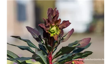 Gartenbaumschule Becker