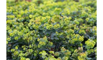 Gartenbaumschule Becker