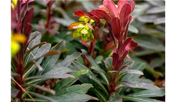 Gartenbaumschule Becker