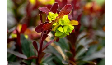 Gartenbaumschule Becker