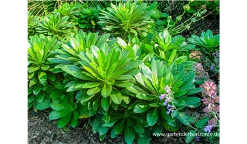 Gartenbaumschule Becker