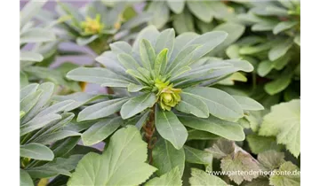 Gartenbaumschule Becker