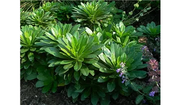 Gartenbaumschule Becker