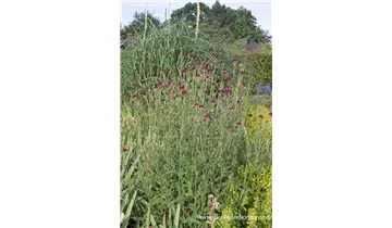 Gartenbaumschule Becker