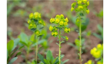 Gartenbaumschule Becker