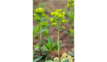 Gartenbaumschule Becker
