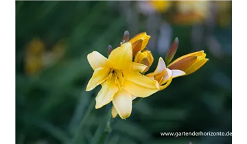 Gartenbaumschule Becker